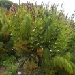 Elegia capensis Elegia capensis foliage