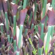 The lower part of the stems. Elegia capensis Lower stem