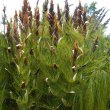 The attractive seed heads decorate the plant for some time. Elegia capensis seed heads