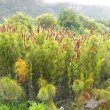 Elegia capensis is a handsome restio needing plenty of space and water. Elegia capensis size