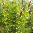The bright green young shoots are useful for large flower arrangements. Elegia capensis young foliage