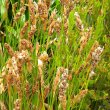 Bracts of the male plant of Elegia fistulosa. Elegia fistulosa male