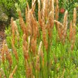 Bracts of the female plant of Elegia fistulosa. Elegia fistulosa female