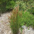 Elegia fistulosa forms a neat tussock. Elegia fistulosa form