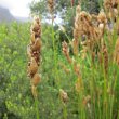 Close up of the seed head of male Elegia fistulosa. Elegia fistulosa seed