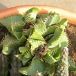 Faucaria tigrina multiplies by setting offshoots. Faucaria tigrina