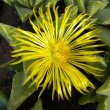 The flowersof Faucaria tigrina have a silky sheen and are unexpectedly large. Faucaria tigrina