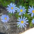Felicia amelloides flower close