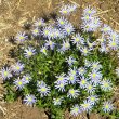 Felicia amelloides form