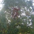 Ficus sur