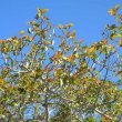Ficus sur