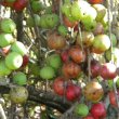 Ficus sur
