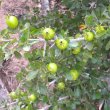 Gardenia cornuta fr branch