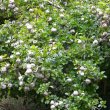 Gardenia thunbergia