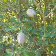 Gardenia thunbergia seed