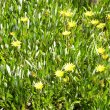 This yellow gazania shows up well against the grey and green leaves. Gazania hybrid yellow