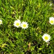 Despite extreme drought conditions, gazanias will still manage to produce flowers. Gazania hybrid cream foliage