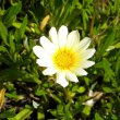 A useful colour for separating conflicting colours in the garden. Gazania hybrid cream flower