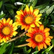 Hybrid Gazanias are available in many lovely colours. Gazania hybrid sunset
