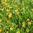 This useful plant quickly forms a network of roots that holds the soil on banks and sandy areas.. Gazania hybrid sunset