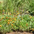 Use these tough little plants wherever you have an open or difficult spot. Gazania hybrid sunset