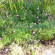 Geranium incanum