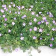Geranium incanum 