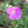 Geranium incanum 