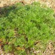 Geranium incanum 