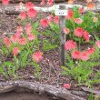 Gerbera jamesonii