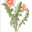 Gerbera jamesonii
