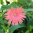 Gerbera jamesonii pink hybrid