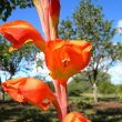 Gladiolus dalenii
