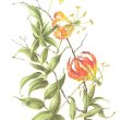 Gloriosa superba