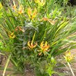 Gloriosa superba 