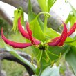 Gloriosa superba fl opening