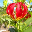 Gloriosa superba flower
