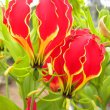 Gloriosa superba flower close