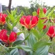 Gloriosa superba flowers
