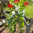 Gloriosa superba foliage