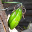 Gloriosa superba seed pod