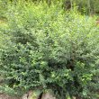 Halleria lucida