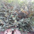 Halleria lucida