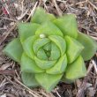 Haworthia cymbiformis