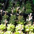Haworthia cymbiformis