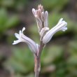 Haworthia cymbiformis