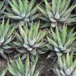 The Zebra haworthia is useful for shady spots in a rock garden. Haworthia fasciata
