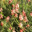 Indigofera heterophylla closer