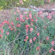 Indigofera heterophylla dry