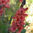 Indigofera heterophylla flower